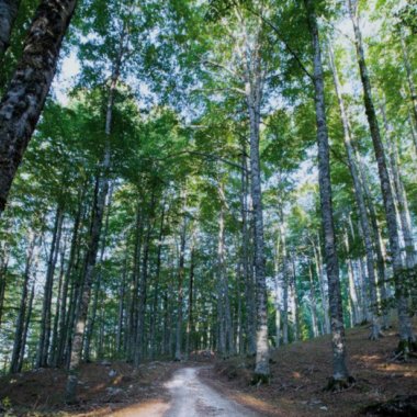 Raíces en la tierra y cabeza hacia el cielo