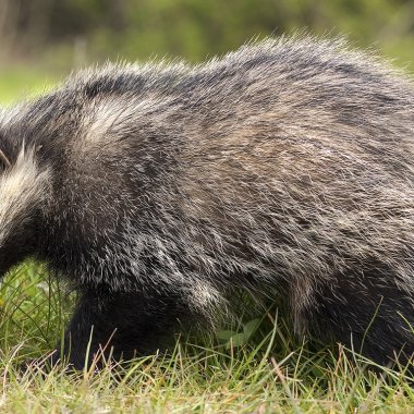 Oasi Affiliata WWF Gole Del Cervati