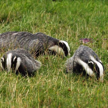 Oasi Affiliata WWF Gole Del Cervati