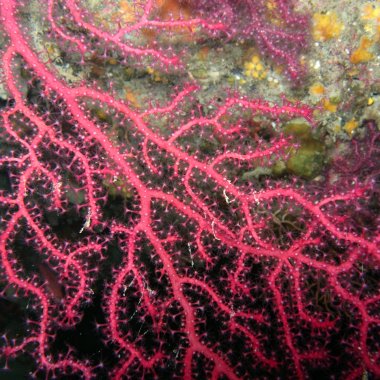 Snorkeling en Palinuro