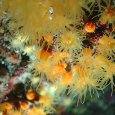 Buceo en Capo Palinuro