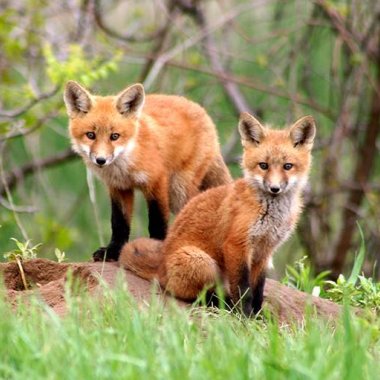 Oasi Affiliata WWF Gole Del Cervati